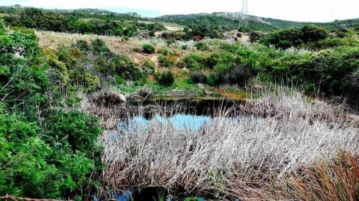 Eucaliptus Farm Retreat Pensionat Santa Teresa Gallura Exteriör bild