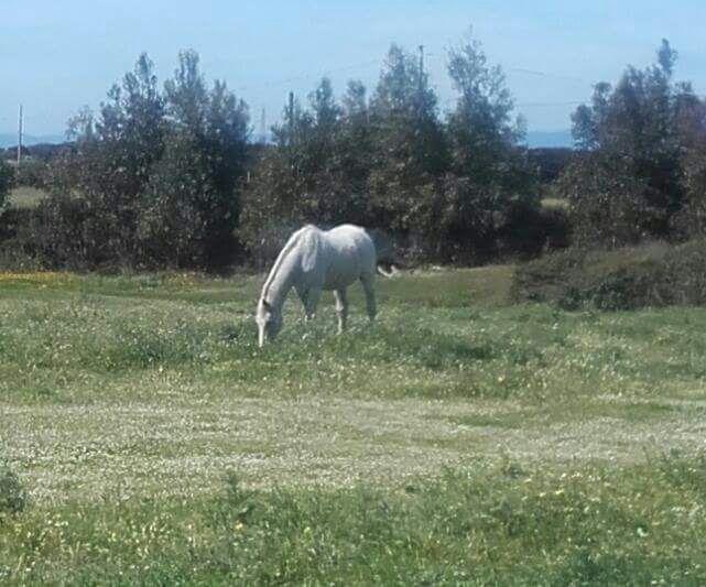 Eucaliptus Farm Retreat Pensionat Santa Teresa Gallura Exteriör bild